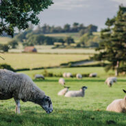 Гергьовден с Канатица в Jongny – 2 май 2026